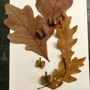 133 insprationCognEYEzant.NadiaCDM. Nadia Daniels-Moehle. Day One Hundred Thirty-Three. Natural Forms of Time Management: Inspired by a White Oak